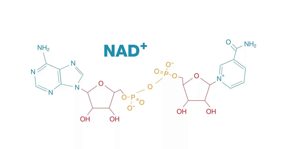5 reasons NAD is worth the hype (and why NAD patches are the best way to boost it):