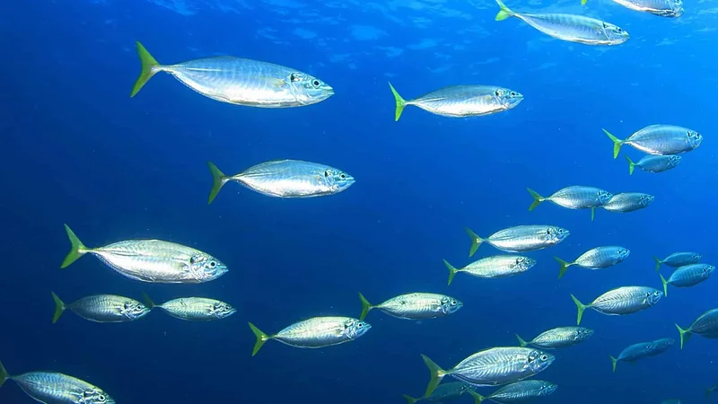 4 Omega 3 fish oil health gains and what your supplement should contain: