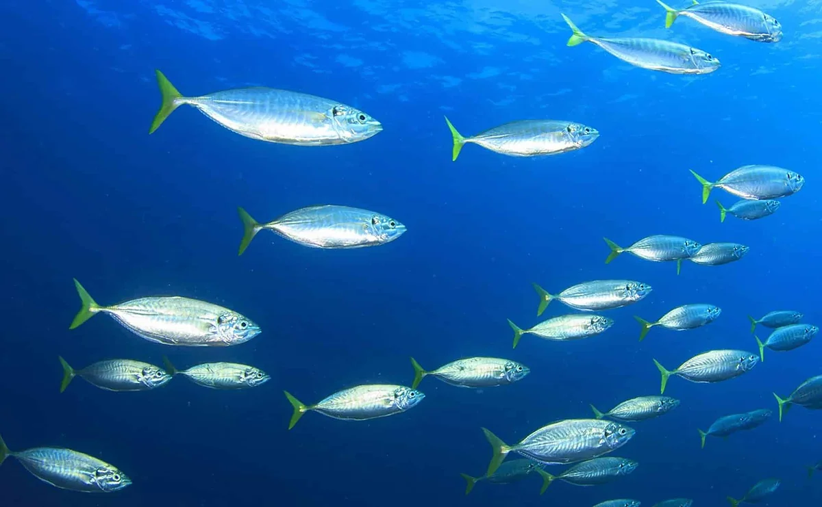4 Omega 3 fish oil health gains and what your supplement should contain: